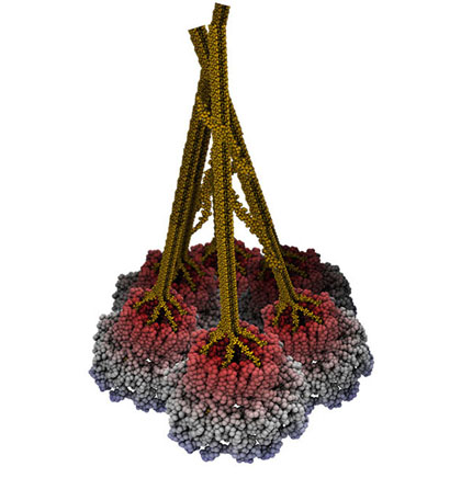 A rendering of cellulose